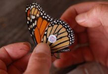 Hallan en Coahuila mariposas Monarca etiquetadas en EU