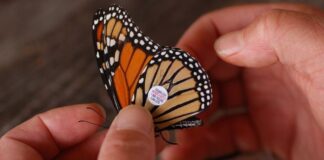 Hallan en Coahuila mariposas Monarca etiquetadas en EU