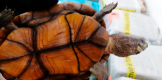 Rescatan a 774 tortugas ilegales en el aeropuerto de Tijuana