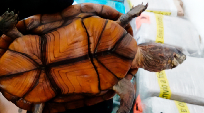 Rescatan a 774 tortugas ilegales en el aeropuerto de Tijuana