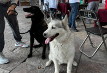 Atlixco ofrece servicios veterinarios gratuitos durante diciembre