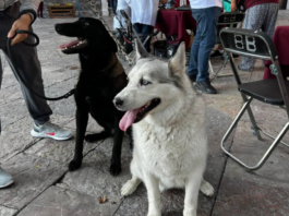 Atlixco ofrece servicios veterinarios gratuitos durante diciembre