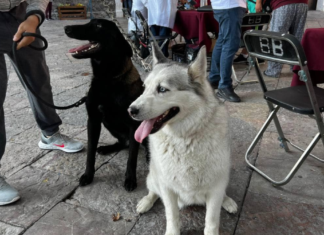 Atlixco ofrece servicios veterinarios gratuitos durante diciembre