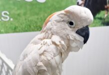 Rescatan cacatúa en Yucatán; cortaron sus alas para que no volara