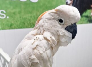 Rescatan cacatúa en Yucatán; cortaron sus alas para que no volara