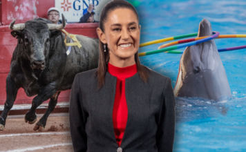 PETA Latino nombra a Sheinbaum como Persona del Año 2025