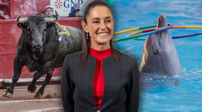 PETA Latino nombra a Sheinbaum como Persona del Año 2025