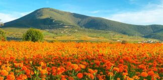 Armenta evalúa proyectos de inversión para la zona “Cola de Lagarto”