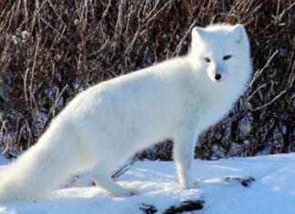 Polonia prohíbe la cría de animales para pieles