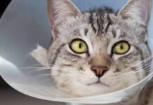 Puebla capital aplicó 73 mil vacunas antirrábicas en 2025