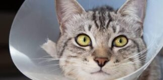 Puebla capital aplicó 73 mil vacunas antirrábicas en 2025