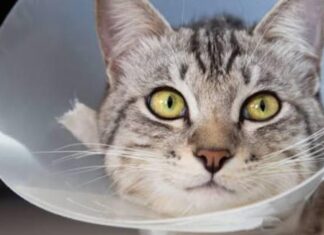 Puebla capital aplicó 73 mil vacunas antirrábicas en 2025