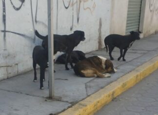 Ataque de perros deja a una mujer con lesiones en Cuautlancingo