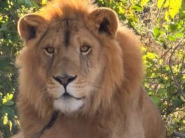 Amarrado y sin garras, Profepa rescata a león en Nayarit