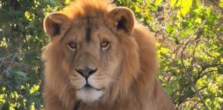 Amarrado y sin garras, Profepa rescata a león en Nayarit