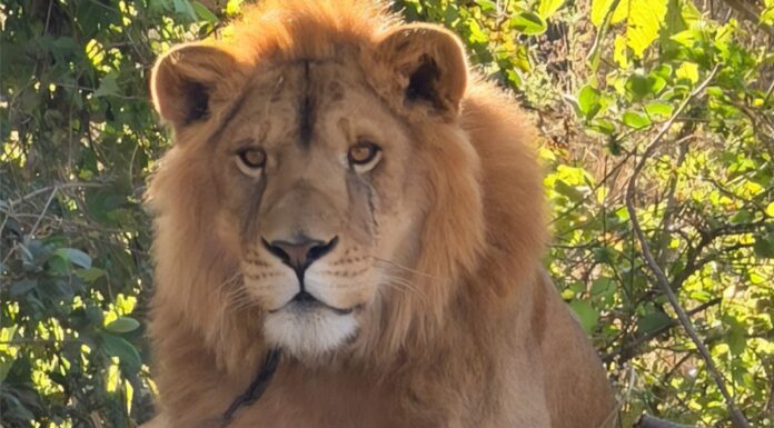 Amarrado y sin garras, Profepa rescata a león en Nayarit