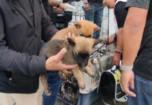 Puebla inicia campaña contra venta de mascotas en vía pública