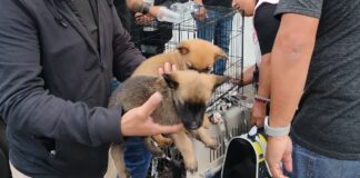 Puebla inicia campaña contra venta de mascotas en vía pública