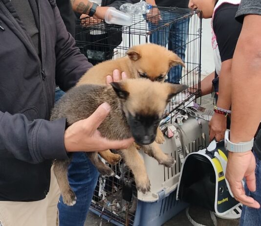 Puebla inicia campaña contra venta de mascotas en vía pública