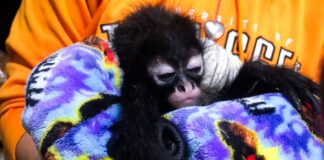 Rescatan a dos monos araña y seis aves protegidas en Jalisco