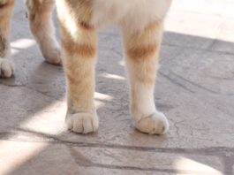 ¡Ojo! Estafan en redes sociales a dueños de mascotas perdidas en Puebla