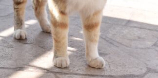 ¡Ojo! Estafan en redes sociales a dueños de mascotas perdidas en Puebla