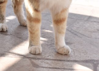 ¡Ojo! Estafan en redes sociales a dueños de mascotas perdidas en Puebla