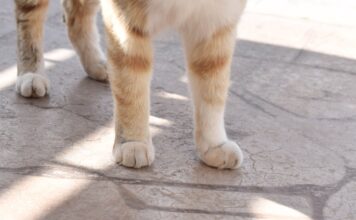 ¡Ojo! Estafan en redes sociales a dueños de mascotas perdidas en Puebla