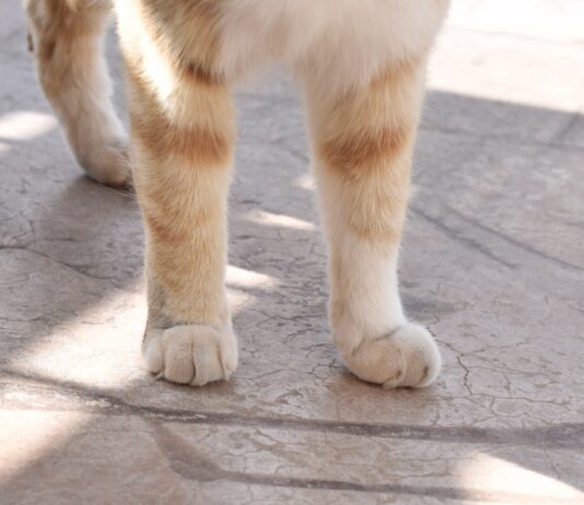 ¡Ojo! Estafan en redes sociales a dueños de mascotas perdidas en Puebla