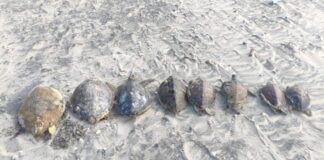 Exponen muerte de 500 tortugas marinas en Playa Bagdad, Tamaulipas