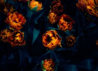 Instalarán jardines pluriculturales bajo puentes del Periférico Ecológico