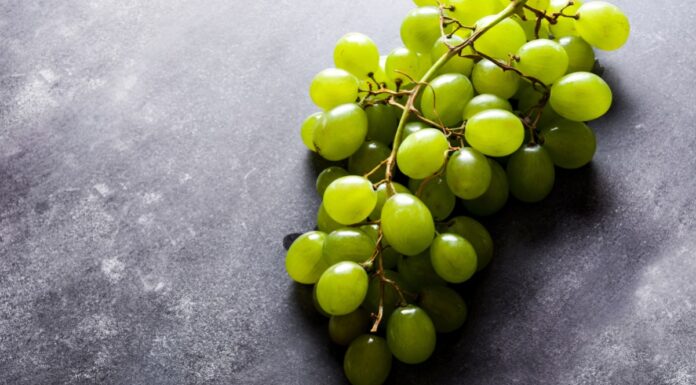 México aumentó producción de uva en 2025: Agricultura