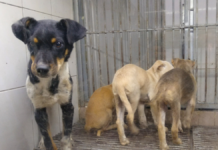 Menos de 100 adopciones de mascotas en Puebla pese a jornadas