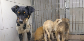 Menos de 100 adopciones de mascotas en Puebla pese a jornadas