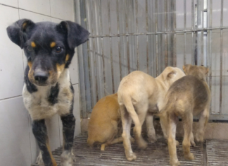 Menos de 100 adopciones de mascotas en Puebla pese a jornadas