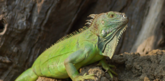 Profepa invita a no regalar animales silvestres en Navidad