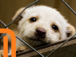 Metro CDMX refuerza protocolos para traslado y rescate de animales