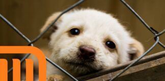 Metro CDMX refuerza protocolos para traslado y rescate de animales