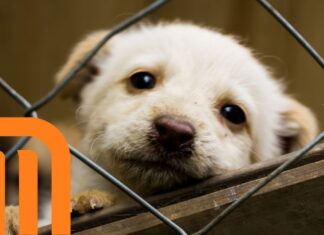 Metro CDMX refuerza protocolos para traslado y rescate de animales