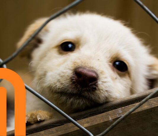 Metro CDMX refuerza protocolos para traslado y rescate de animales