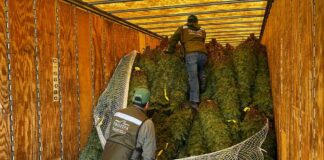 Profepa rechaza 785 árboles navideños con plaga traídos de EU