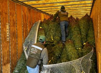 Profepa rechaza 785 árboles navideños con plaga traídos de EU