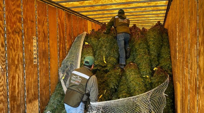 Profepa rechaza 785 árboles navideños con plaga traídos de EU