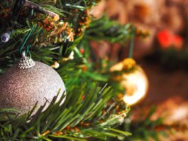 ¿Cómo darle una segunda vida a los árboles navideños?