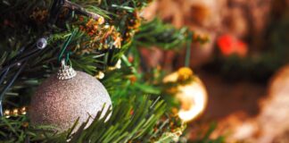 ¿Cómo darle una segunda vida a los árboles navideños?