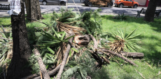 Desmoches y tala de árboles sin permiso llegan a la FGE Puebla