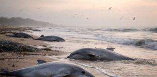 Más de 100 delfines mueren en Matamoros por pesca ilegal