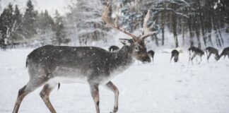 Cambio climático amenaza con reducir poblaciones de renos y caribúes