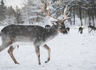 Cambio climático amenaza con reducir poblaciones de renos y caribúes