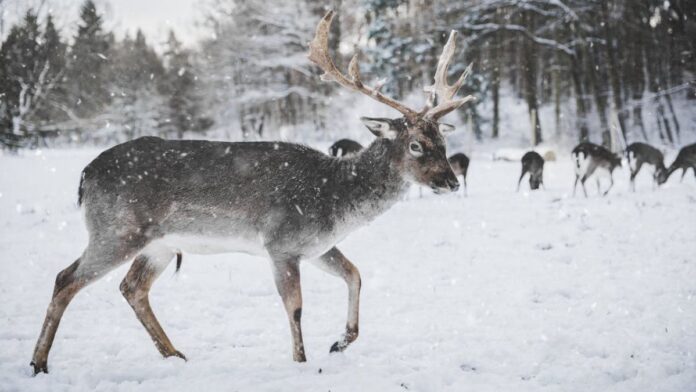 Los expertos subrayan que la posible desaparición de renos y caribúes tendría consecuencias en cadena para los ecosistemas del Ártico.